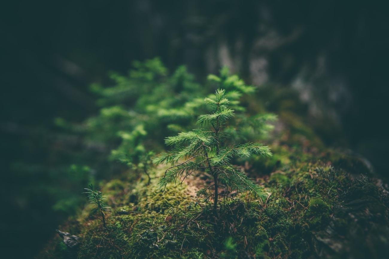 La sostenibilitat ambiental és un valor transversal en el disseny de tots els projectes